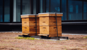 Twee houten bijenkasten op een groen dak bij een modern kantoorgebouw.